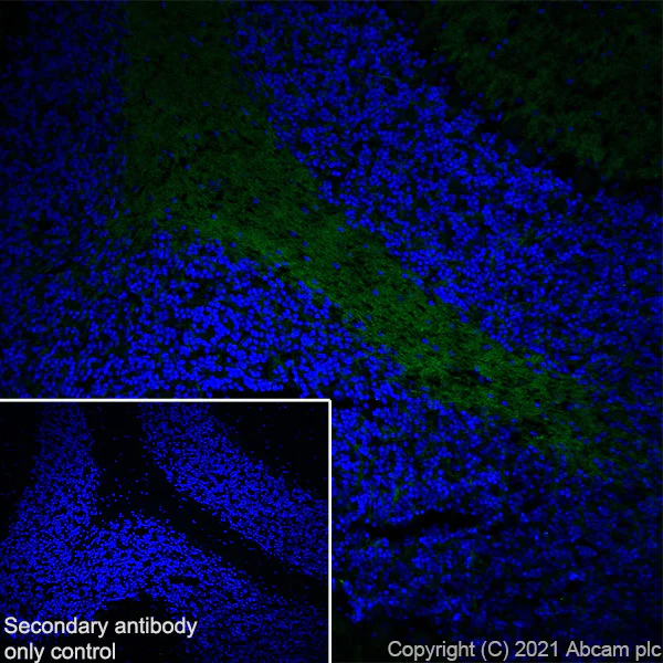 Immunohistochemistry (Frozen sections) - Anti-GNAO1 antibody [EPR24151-69] (AB259884)