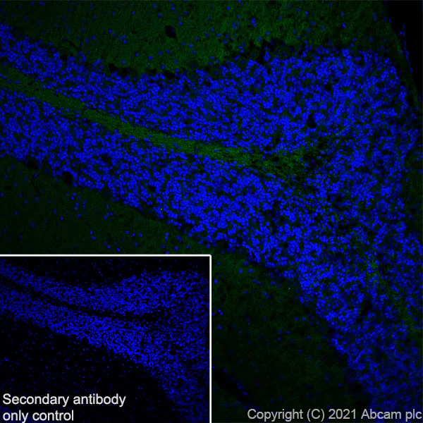 Immunohistochemistry (Frozen sections) - Anti-GNAO1 antibody [EPR24151-69] (AB259884)