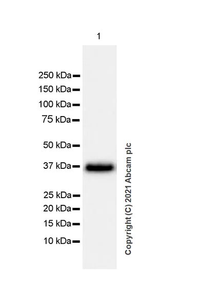 Western blot - Anti-GNAO1 antibody [EPR24151-69] (AB259884)