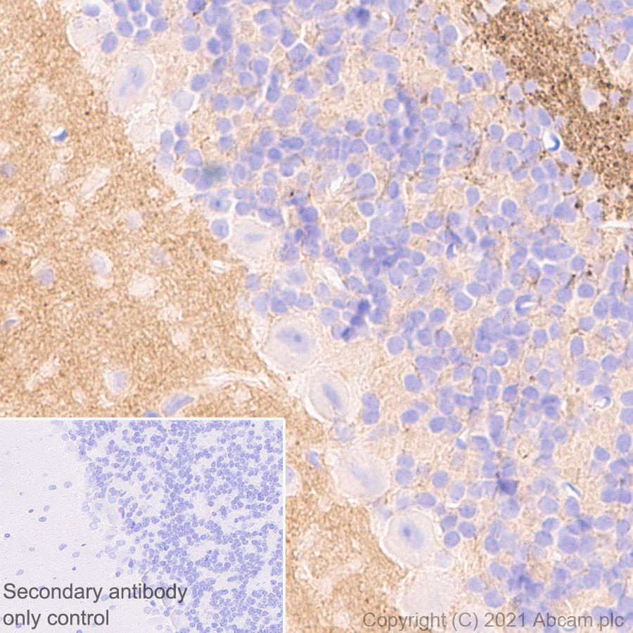 Immunohistochemistry (Formalin/PFA-fixed paraffin-embedded sections) - Anti-GNAO1 antibody [EPR24151-69] - BSA and Azide free (ab280960), expandable thumbnail