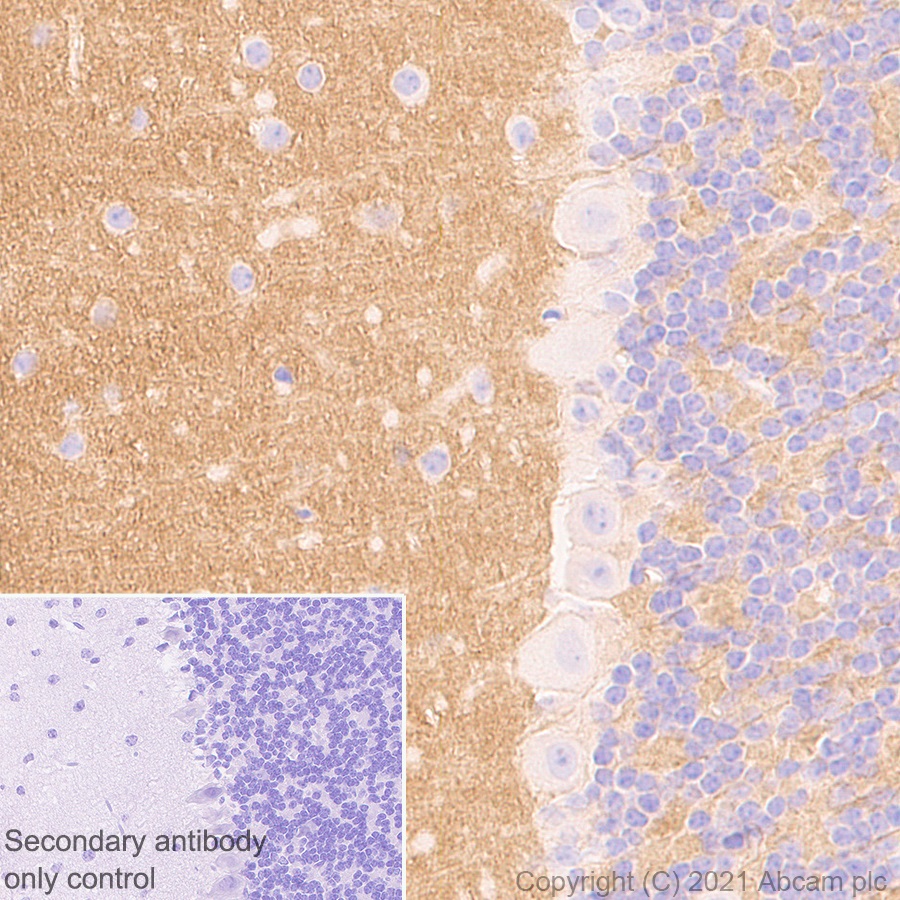 Immunohistochemistry (Formalin/PFA-fixed paraffin-embedded sections) - Anti-GNAO1 antibody [EPR24151-69] - BSA and Azide free (AB280960), expandable thumbnail