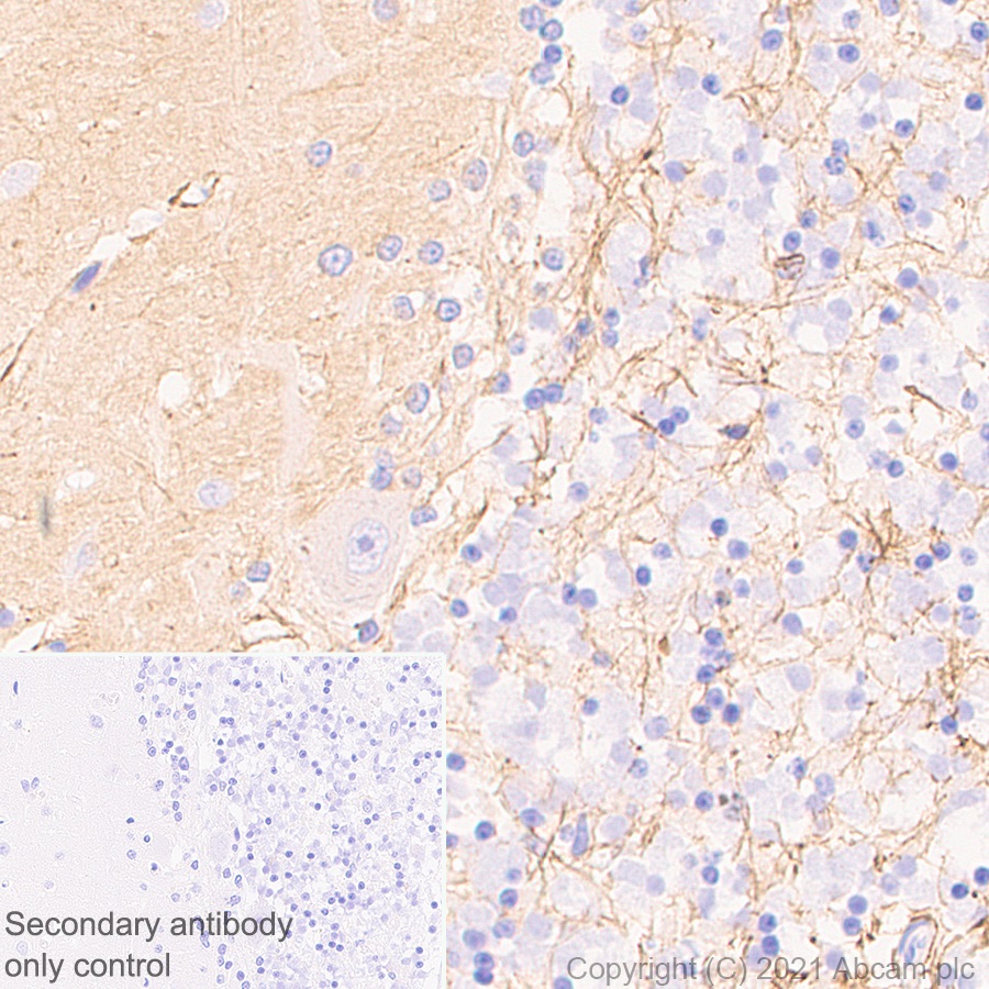 Immunohistochemistry (Formalin/PFA-fixed paraffin-embedded sections) - Anti-GNAO1 antibody [EPR24151-69] - BSA and Azide free (AB280960), expandable thumbnail