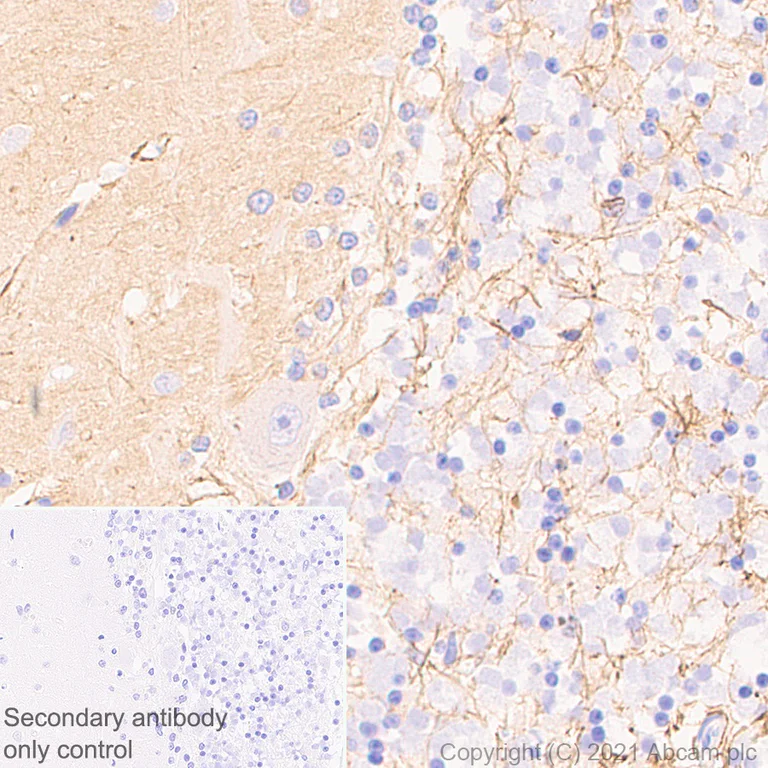 Immunohistochemistry (Formalin/PFA-fixed paraffin-embedded sections) - Anti-GNAO1 antibody [EPR24151-69] - BSA and Azide free (AB280960)