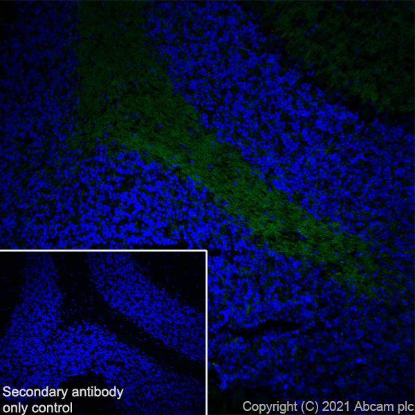 Immunohistochemistry (Frozen sections) - Anti-GNAO1 antibody [EPR24151-69] - BSA and Azide free (ab280960), expandable thumbnail