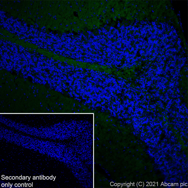 Immunohistochemistry (Frozen sections) - Anti-GNAO1 antibody [EPR24151-69] - BSA and Azide free (ab280960), expandable thumbnail