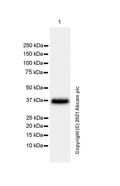 Western blot - Anti-GNAO1 antibody [EPR24151-69] - BSA and Azide free (AB280960), expandable thumbnail