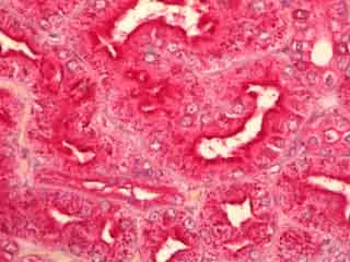 Immunohistochemistry (Formalin/PFA-fixed paraffin-embedded sections) - Anti-GNAQ antibody (AB128060)