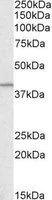 Western blot - Anti-GNAQ antibody (AB128060)