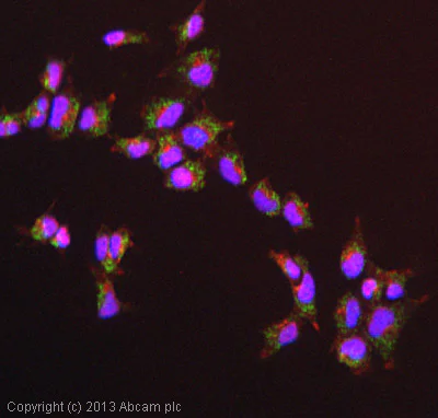 Immunocytochemistry/ Immunofluorescence - Anti-GNAQ antibody (AB75825)