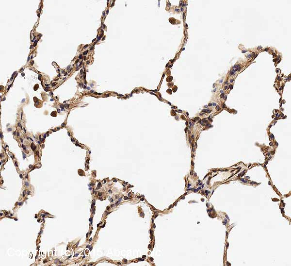 Immunohistochemistry (Formalin/PFA-fixed paraffin-embedded sections) - Anti-GNAQ antibody (AB75825)