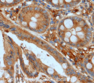 Immunohistochemistry (Formalin/PFA-fixed paraffin-embedded sections) - Anti-GNAQ antibody (AB75825)