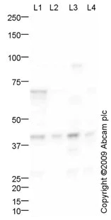 Western blot - Anti-GNAQ antibody (AB75825)