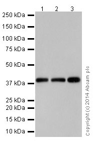 Western blot - Anti-GNAQ antibody [EPR17149] (AB199533)