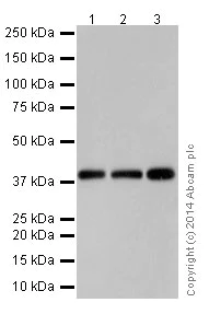 Western blot - Anti-GNAQ antibody [EPR17149] - BSA and Azide free (AB251282)