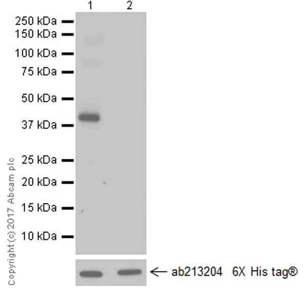Western blot - Anti-GNAQ antibody [EPR20978] (AB210004)