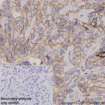 Immunohistochemistry (Formalin/PFA-fixed paraffin-embedded sections) - Anti-GNAQ antibody [EPR20978] - BSA and Azide free (AB225744)