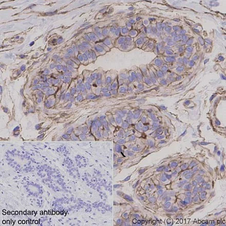 Immunohistochemistry (Formalin/PFA-fixed paraffin-embedded sections) - Anti-GNAQ antibody [EPR20978] - BSA and Azide free (AB225744)