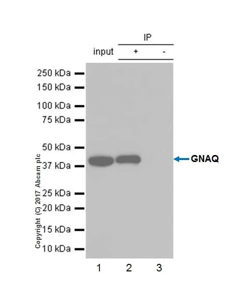Immunoprecipitation - Anti-GNAQ antibody [EPR20978] - BSA and Azide free (AB225744)