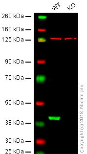 Western blot - Anti-GNAQ antibody [EPR20978] - BSA and Azide free (AB225744)