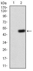 Western blot - Anti-GNAS antibody [2A2B7] (AB204996)