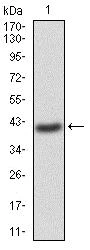 Western blot - Anti-GNAS antibody [2A2B7] (AB204996)
