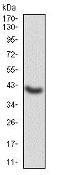 Western blot - Anti-GNAS antibody [7G6G5] (AB216129)