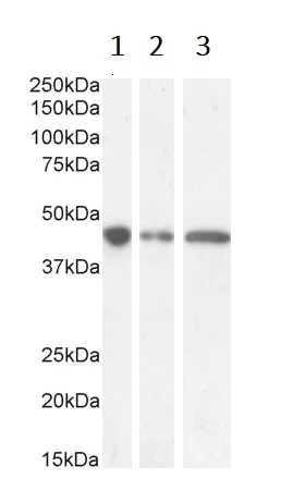 Western blot - Anti-GNAS antibody (AB101736)