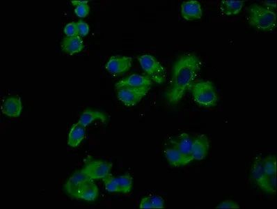 Immunocytochemistry/ Immunofluorescence - Anti-GNAS antibody (AB235959)