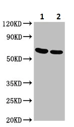 Western blot - Anti-GNAS antibody (AB235959)