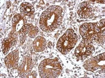 Immunohistochemistry (Formalin/PFA-fixed paraffin-embedded sections) - Anti-GNAS antibody (AB97629)