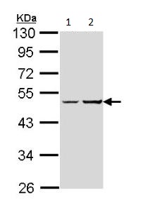 Western blot - Anti-GNAS antibody (AB97629), expandable thumbnail