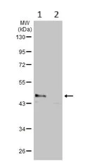 Western blot - Anti-GNAS antibody (AB97629)