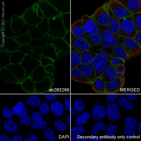 Immunocytochemistry/ Immunofluorescence - Anti-GNAS antibody [EPR24177-24] - BSA and Azide free (AB283287)