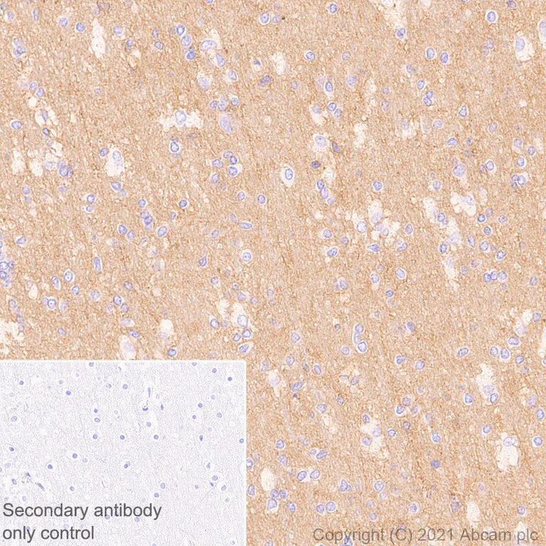 Immunohistochemistry (Formalin/PFA-fixed paraffin-embedded sections) - Anti-GNAS antibody [EPR24177-24] - BSA and Azide free (AB283287)