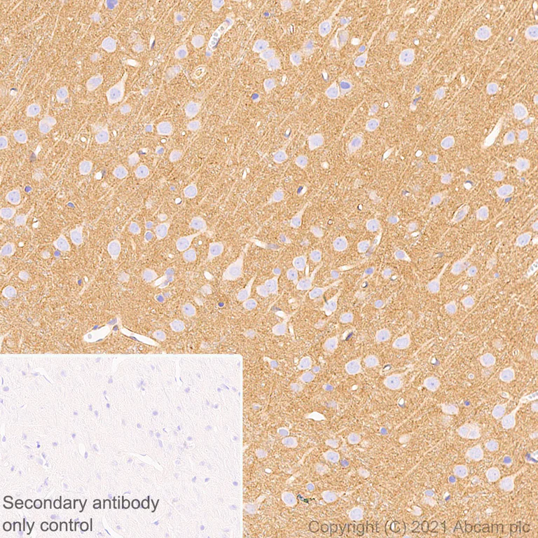 Immunohistochemistry (Formalin/PFA-fixed paraffin-embedded sections) - Anti-GNAS antibody [EPR24177-24] - BSA and Azide free (AB283287)