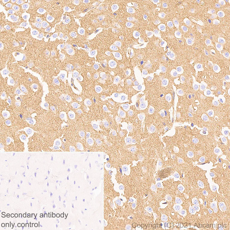 Immunohistochemistry (Formalin/PFA-fixed paraffin-embedded sections) - Anti-GNAS antibody [EPR24177-24] - BSA and Azide free (AB283287)