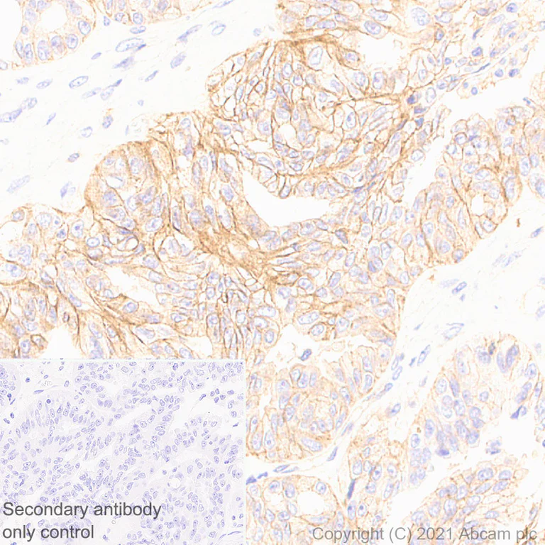 Immunohistochemistry (Formalin/PFA-fixed paraffin-embedded sections) - Anti-GNAS antibody [EPR24177-24] - BSA and Azide free (AB283287)