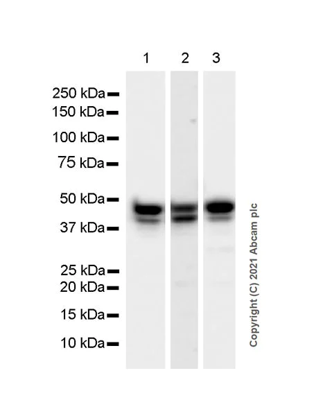 Western blot - Anti-GNAS antibody [EPR24177-24] - BSA and Azide free (AB283287)