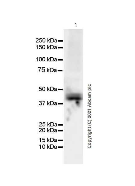 Western blot - Anti-GNAS antibody [EPR24177-24] - BSA and Azide free (AB283287)