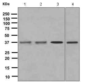 Western blot - Anti-GNAZ antibody [EPR8654] - BSA and Azide free (AB249149)