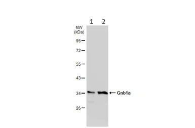 Western blot - Anti-GNB1 antibody (AB137635)