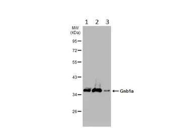Western blot - Anti-GNB1 antibody (AB137635)