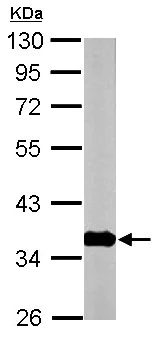 Western blot - Anti-GNB1 antibody (AB137635)