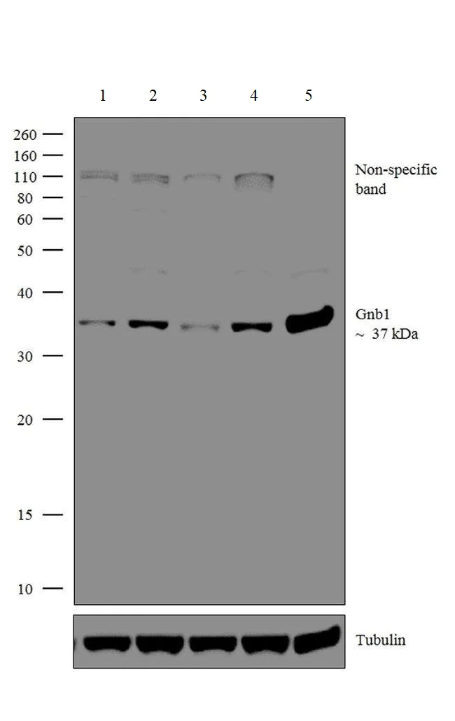 Western blot - Anti-GNB1 antibody (AB3433)