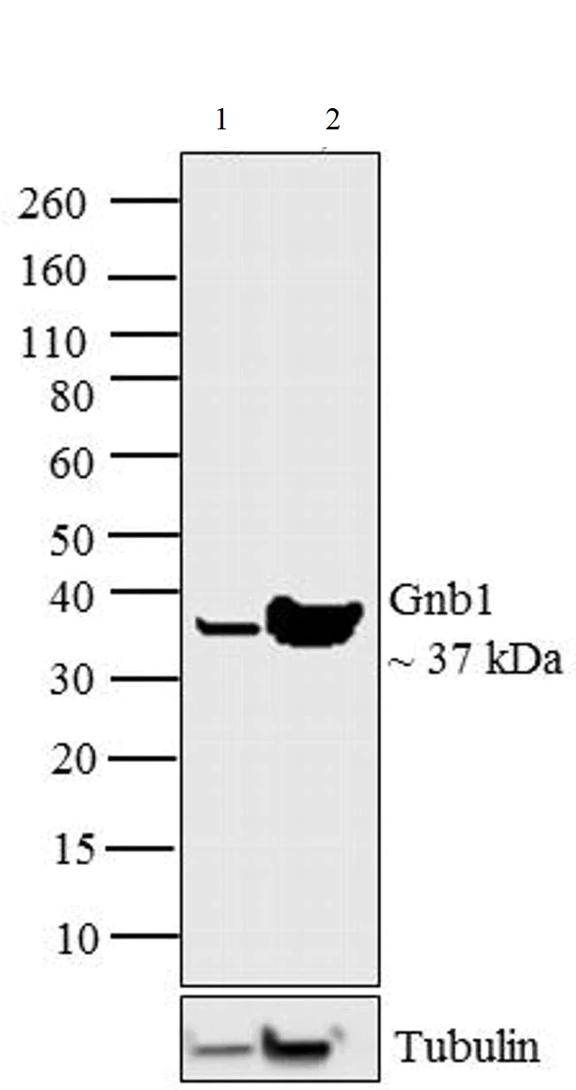 Western blot - Anti-GNB1 antibody (AB3433)