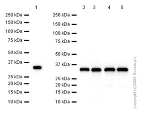 Western blot - Anti-GNB2 antibody [EP3262Y] - BSA and Azide free (AB247673)