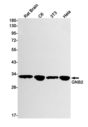 Western blot - Anti-GNB2 Antibody [S04-1A2] (AB317373), expandable thumbnail
