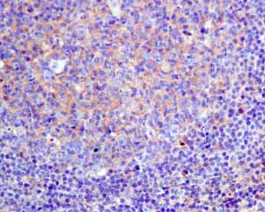 Immunohistochemistry (Formalin/PFA-fixed paraffin-embedded sections) - Anti-GNB3 antibody [EPR8862] - BSA and Azide free (AB249165)