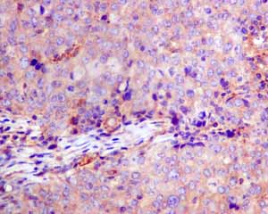 Immunohistochemistry (Formalin/PFA-fixed paraffin-embedded sections) - Anti-GNB3 antibody [EPR8862] - BSA and Azide free (AB249165)