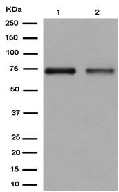Western blot - Anti-GNE antibody [EPR15058] (AB184963), expandable thumbnail